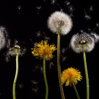 uitwaaiende paardenbloemen